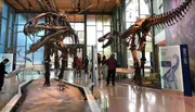 This image shows visitors at a museum observing the towering skeletal displays of a Tyrannosaurus rex and another dinosaur, offering a glimpse into prehistoric life.