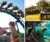 A group of people are enjoying a thrilling ride on a roller coaster with bright expressions as they soar above the tracks against a clear blue sky