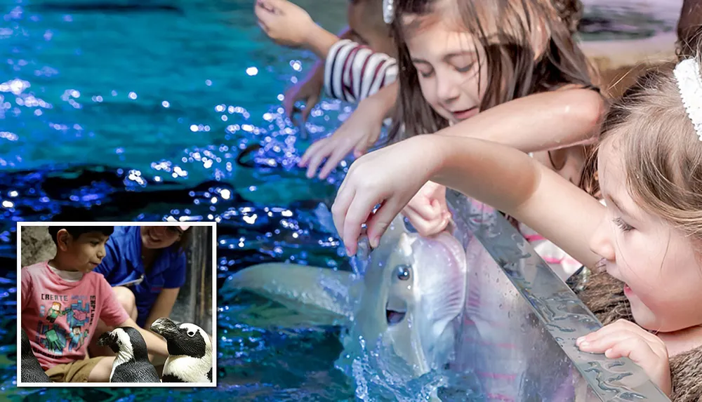 Children are seen delightfully interacting with aquatic animals touching a ray in a touch pool and meeting penguins in an inset image reflecting an educational and engaging experience at an aquarium